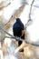 Male Blackbird (Turdus merula) Outdoors
