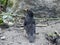 Male blackbird upright pose on muddy ground