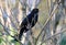 Male blackbird in upright pose among winter branches
