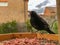 Male blackbird on wooden bird table