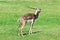 Male blackbuck