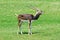 Male blackbuck