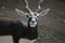 Male blackbuck