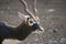 Male Blackbuck