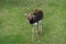 Male Blackbuck Antelope