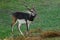 Male Blackbuck Antelope eating