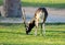 Male blackbuck Antilope cervicapra