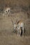 Male blackbuck Antilope cervicapra browsing, Devalia, Gir Sanctuary.