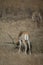 Male blackbuck Antilope cervicapra browsing, Devalia, Gir Sanctuary.