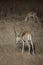 Male blackbuck Antilope cervicapra browsing, Devalia, Gir Sanctuary.