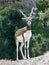 male Blackbuck, Antilope cervicapra, is, in contrast to females, brightly colored and has horns