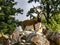 male Blackbuck, Antilope cervicapra, is, in contrast to females, brightly colored and has horns