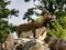 male Blackbuck, Antilope cervicapra, is, in contrast to females, brightly colored and has horns