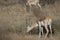 Male blackbuck Antilope cervicapra feeding in Devalia.