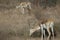 Male blackbuck Antilope cervicapra feeding in Devalia.