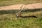 Male blackbuck Antilope cervicapra standing on ground