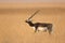 Male Blackbuck in dry grassland