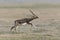 Male Blackbuck seen running  at Solapur,Maharashtra,India