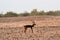 Male Blackbuck showing off in front of female blackbuck