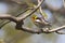 Male Blackburnian Warbler, Setophaga fusca, perched on a branch