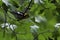 Male Blackburnian Warbler, Setophaga fusca, resting in a tree