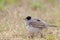 Male Blackcap