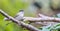 Male Blackcap on Branch of Tree