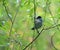 Male blackcap clinging to branches