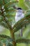 Male blackcap perched on a pine tree