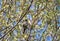 Male blackcap perched in a tree