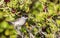 Male Blackcap on Shrubbery