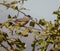 Male Blackcap Warbler on Blackberry bush