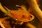 Male of bleeding heart tetra shows its breeding colors, Hyphessobrycon socolofi ready to spawn, freshwater fish Rio Negro endemic