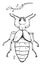Male Blister Beetle, vintage illustration