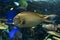 Male Blonde Naso Tang - sea tropical fish