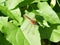 Male blood-red darter, Sympetrum sanguineum