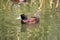 the male blue billed duck is swimming in a lake