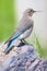 Male blue bird building nest