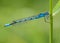 Male Blue Damselfly : Enallagma cyathigerum