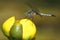 Male Blue Dasher on a Yellow Pond Lily