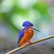 Male Blue-eared Kingfisher