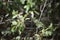 Male blue-eyed Hawker in ther Forest