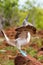 Male Blue-footed Booby displaying on North Seymour Island, Galapagos National Park, Ecuador