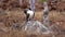 Male blue footed booby preens