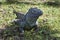 Male Blue Iguana in Shade