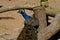 Male blue indian peafowl