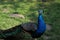 Male blue indian peafowl