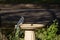 Male Blue Jay on edge of Birdbath