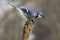 Male Blue Jay perched on a tree branch while looking for food.