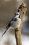 Male Blue Jay perched on a tree branch while looking for food.